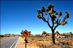 Una señal en el desierto - A sign in the desert